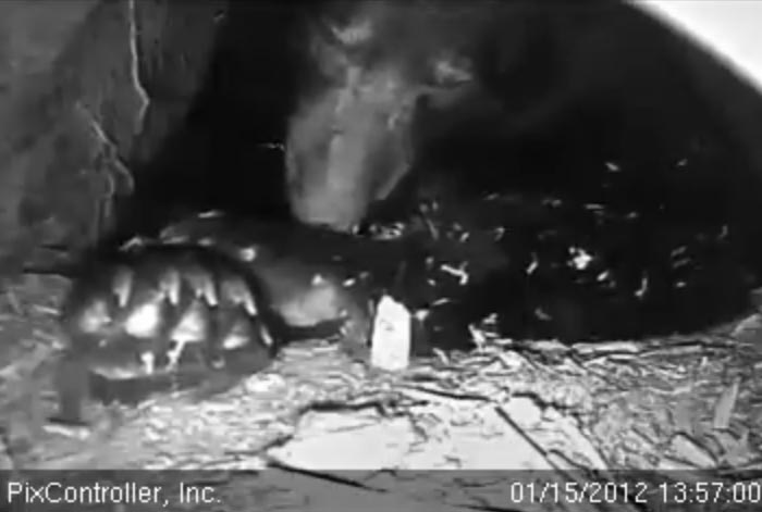 Jewel grooming - Jan 15, 2012