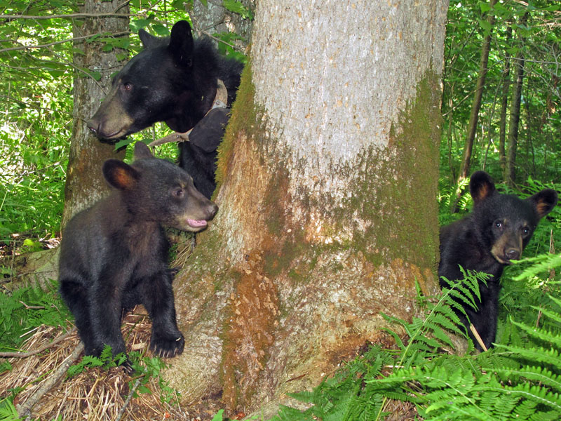 Jewel, Fern, and Herbie - July 10, 2012