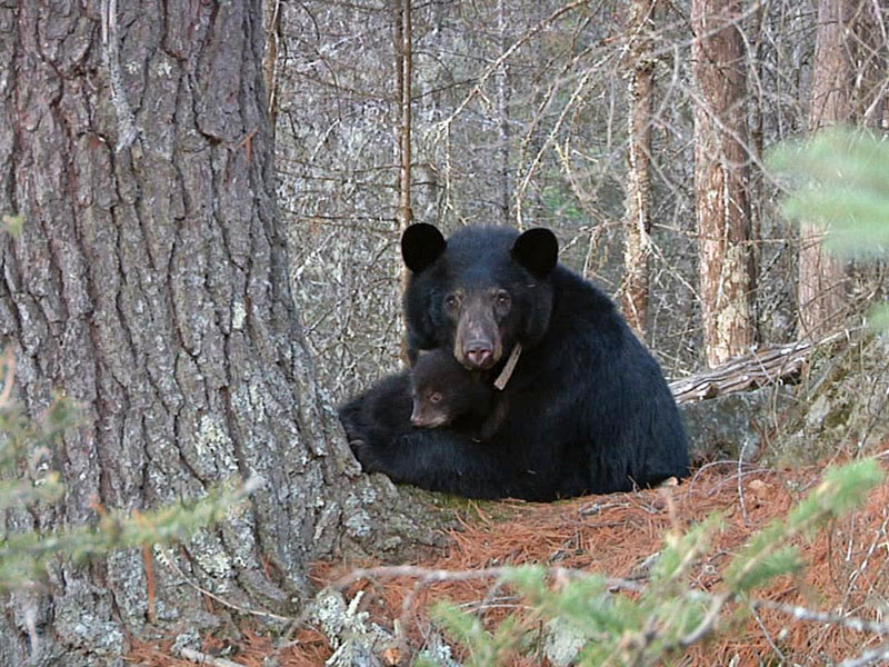 Jewel and Herbie at base of huge white pine - April 12, 2012