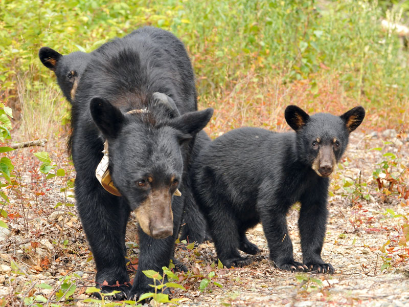 Jewel and cubs - July 23, 2012