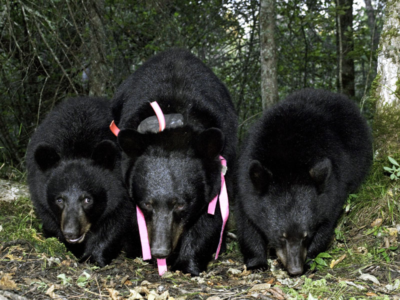 Herbie, Jewel, and Fern - Sept 14, 2012