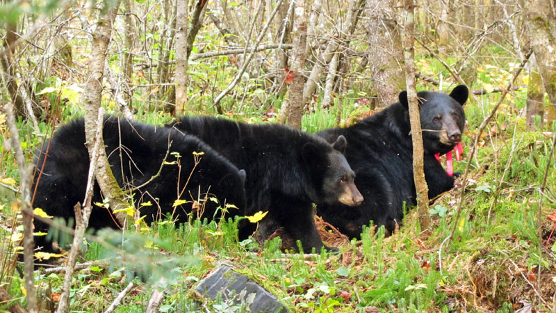 Jewel and cubs - Sept 28, 2012