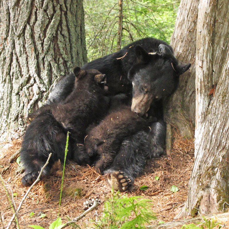 Jewel naps while nursing her cubs - May 17, 2012