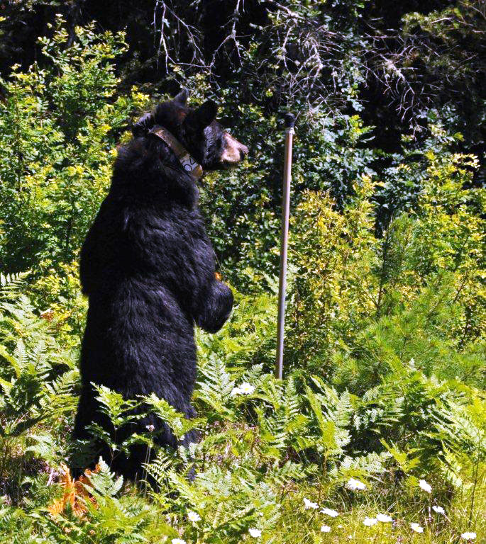 Jewel beside road - June 29, 2012