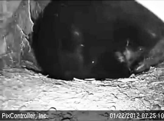 Jewel cleans first cub - Jan 22, 2012