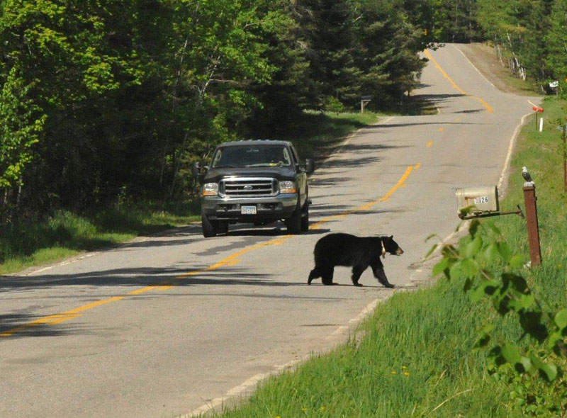 Jewel crossing road - May 21, 2012