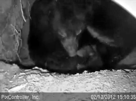 Jewel and cub - Feb 13, 2012