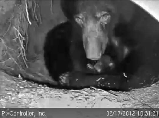 Jewel and cub - Feb 17, 2012