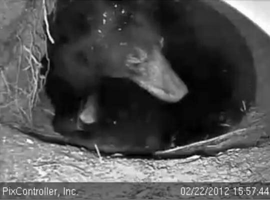 A cub pokes its nose out! - Feb 22, 2012