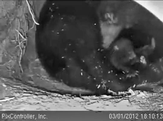 Jewel and cub - March 1, 2012