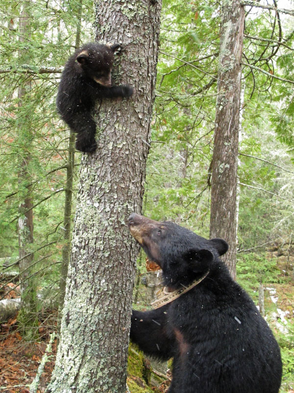 Jewel encourages her cub to come down - April 21, 2012