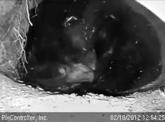 Jewel and cub sleep muzzle to muzzle - Feb 18, 2012