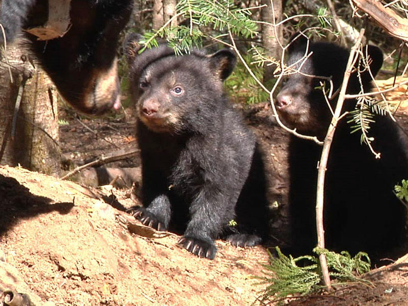 Jewel and cubs - April 11, 2012