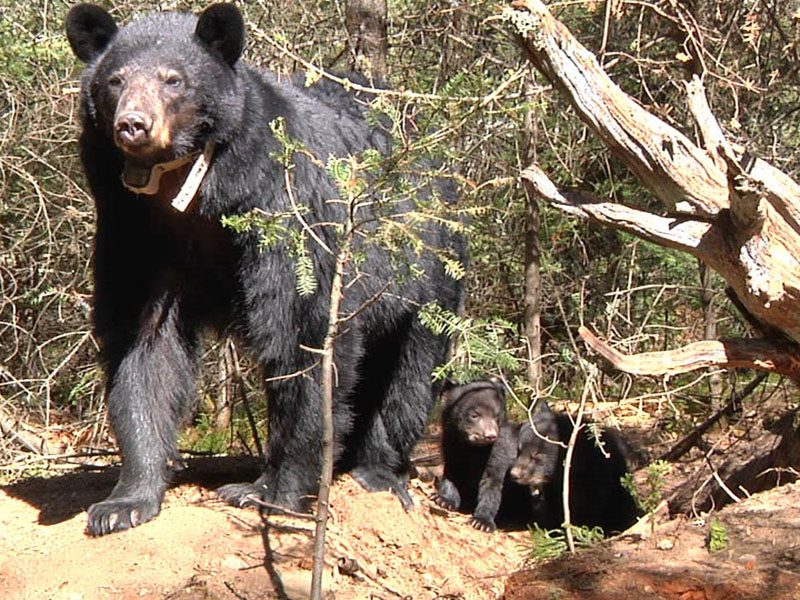 Jewel and cubs - April 11, 2012