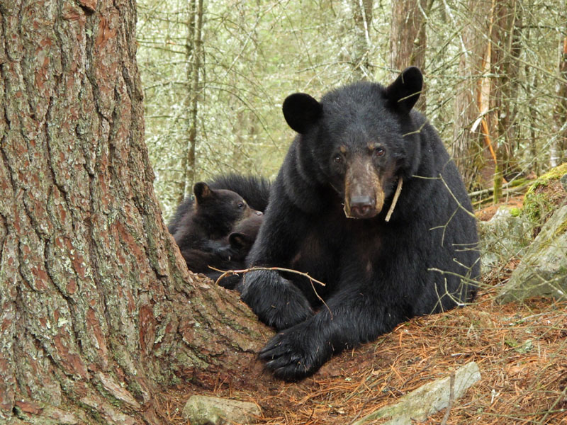 Jewel and cubs at white pine bed site - April 21, 2012