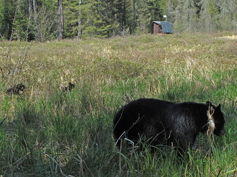 Jewel and cubs forage within sight of the den shed that transmitted their den cam! - May 12, 2012
