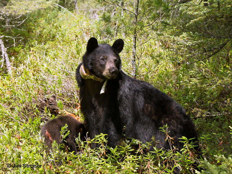 Something gets Jewel's interest as she and cubs dig log for ant pupae - June 17, 2012
