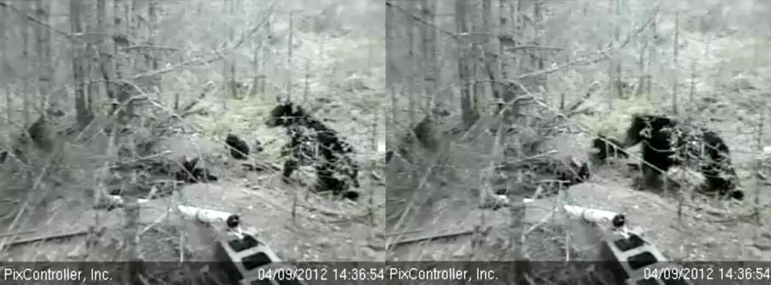 Jewel and cubs bolt for the den - April 9, 2012