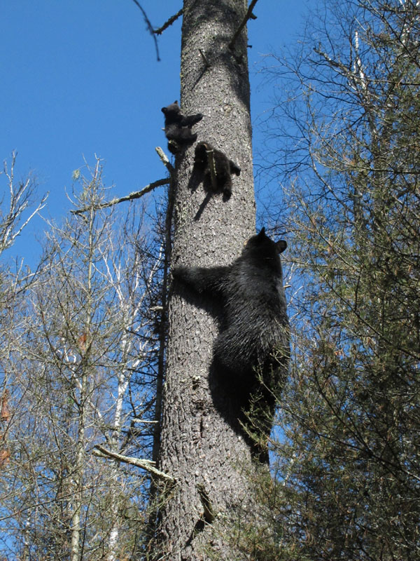 Jewel climbs to check on cubs - April 28, 2012