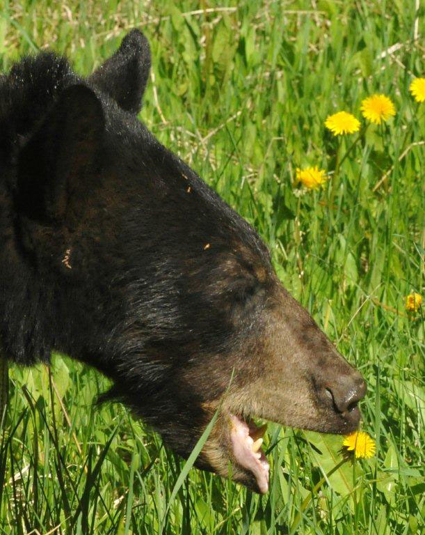 Jewel reaches for a dandelion flower - May 21, 2012