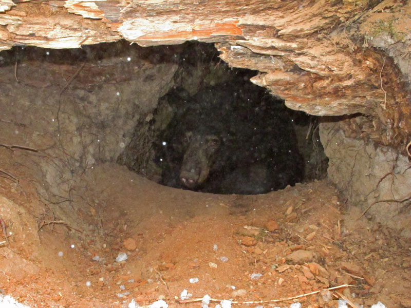 Jewel deep in den - March 8, 2012