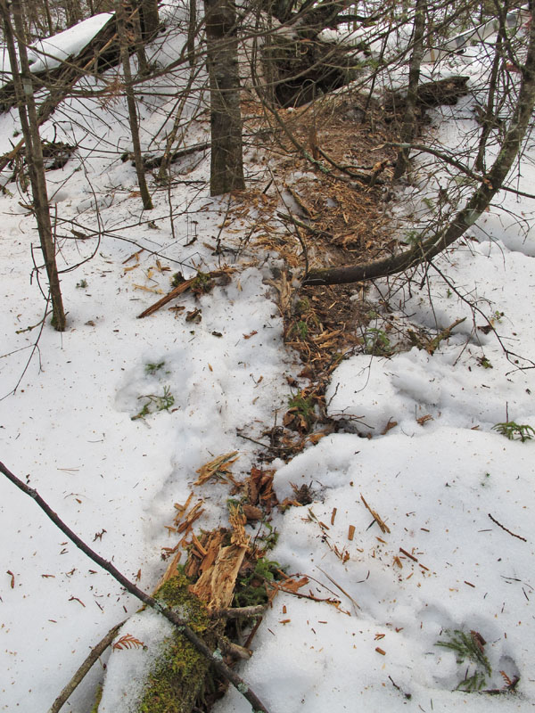 shredded log used for bedding - Jan 10, 2012