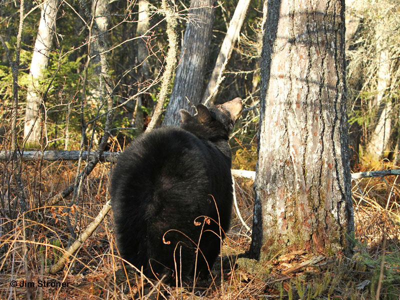 Jewel encourages cubs to come down - April 14, 2012