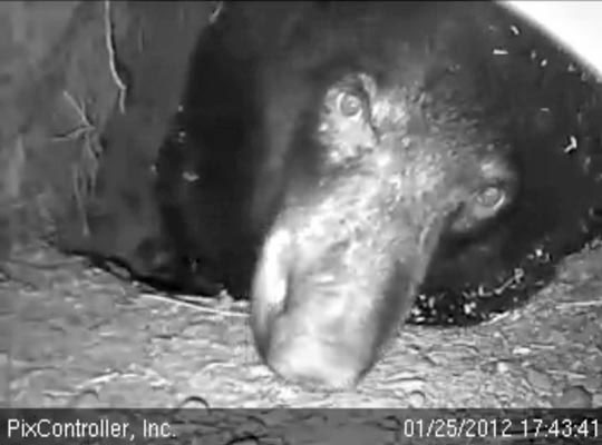 Jewel eyes the camera - Jan 25, 2012