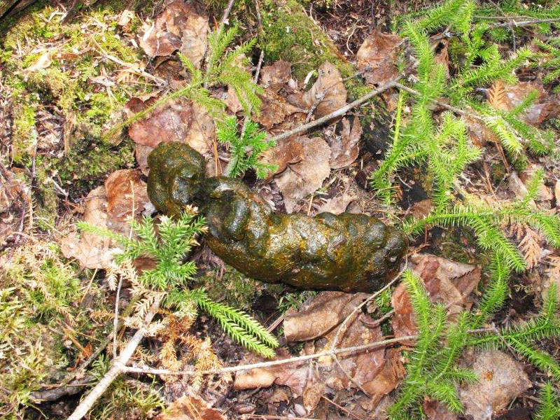 Jewel's fecal plug - march 18, 2012