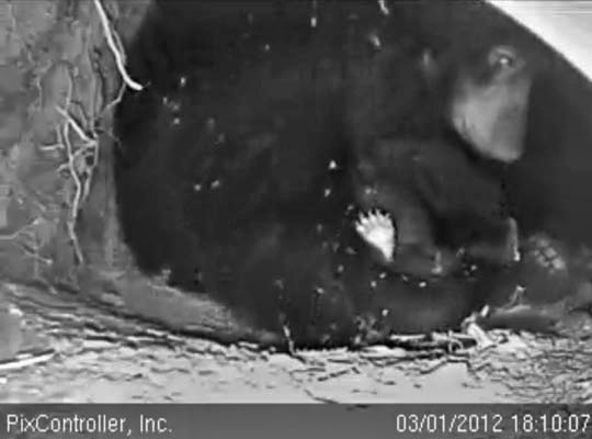 Female cub - March 1, 2012