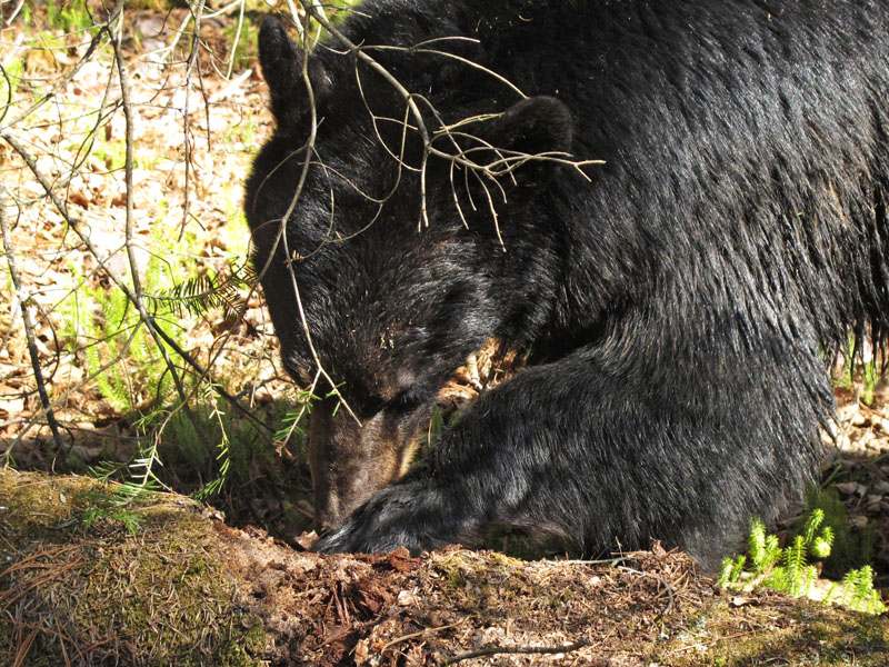 Jewel foraging - April 28, 2012