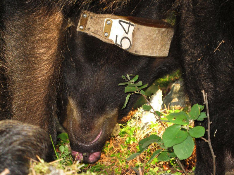 Jewel foraging - July 3, 2012