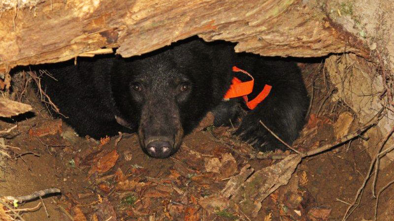 Jewel in_den_-_20111022