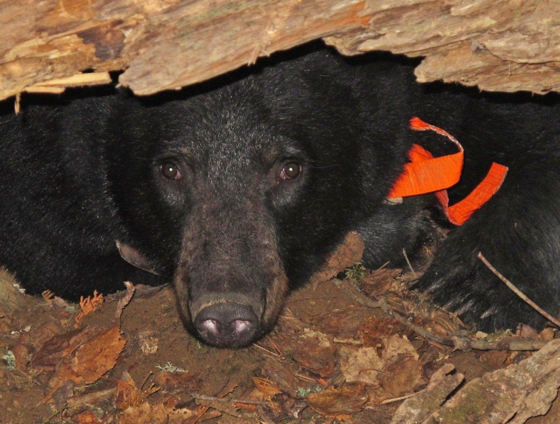 Jewel in den - Oct 22, 2011