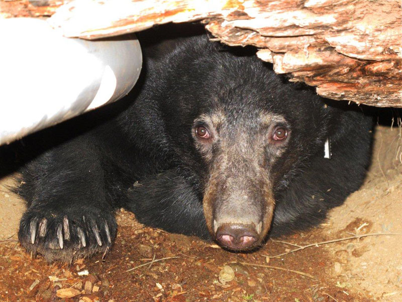 Jewel in her den - March 18, 2012