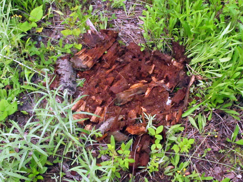 Log torn apart for grubs or any pupae - June 20, 2012