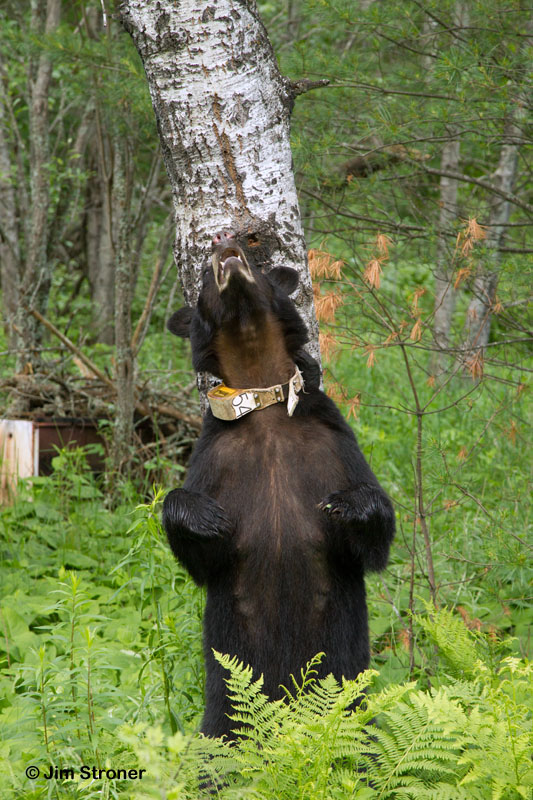 Jewel marking an aspen - June 17, 2012
