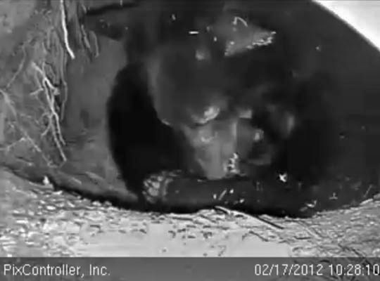 Jewel mouthing cub - Feb 17, 2012