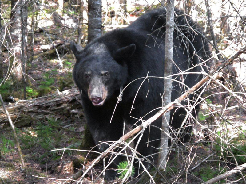 Jewel near her den - March 18, 2012