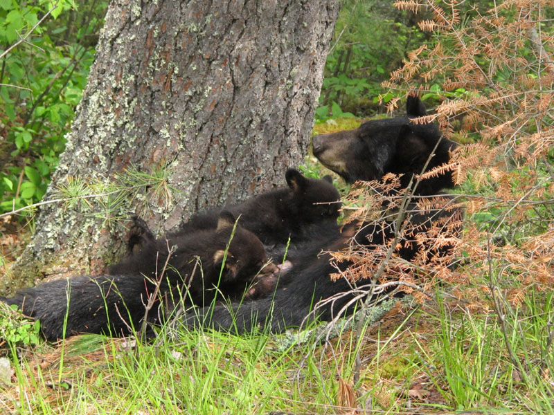 Jewel nursing cubs - May 23, 2012