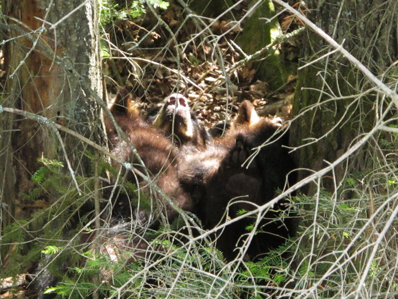 Jewel nursing Herbie and Fern - June 9, 2012