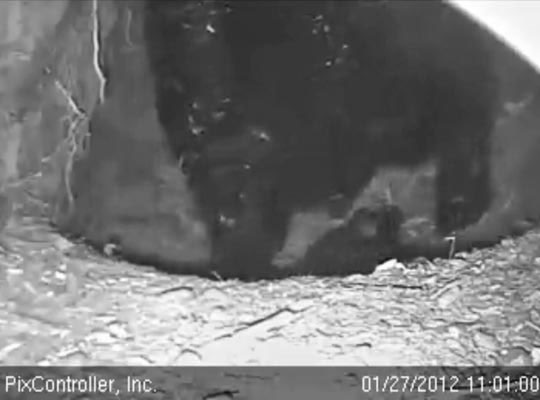 Jewel revels cubs - Jan 27, 2012