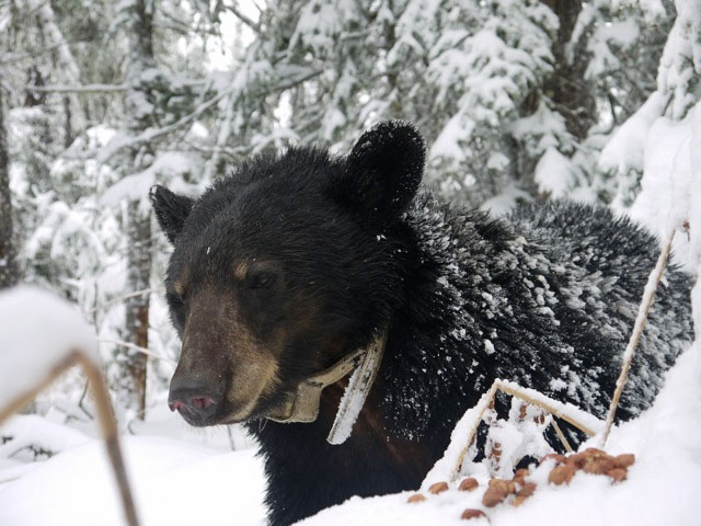 Jewel's back is covered with snow - April 16, 2012
