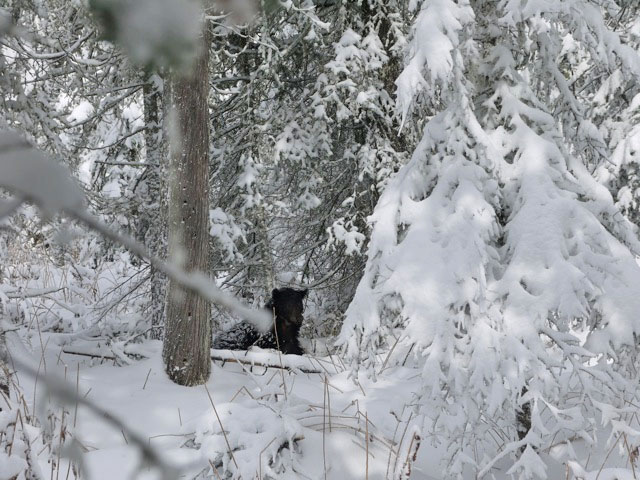 Jewel bedded near a cedar - April 16, 2012