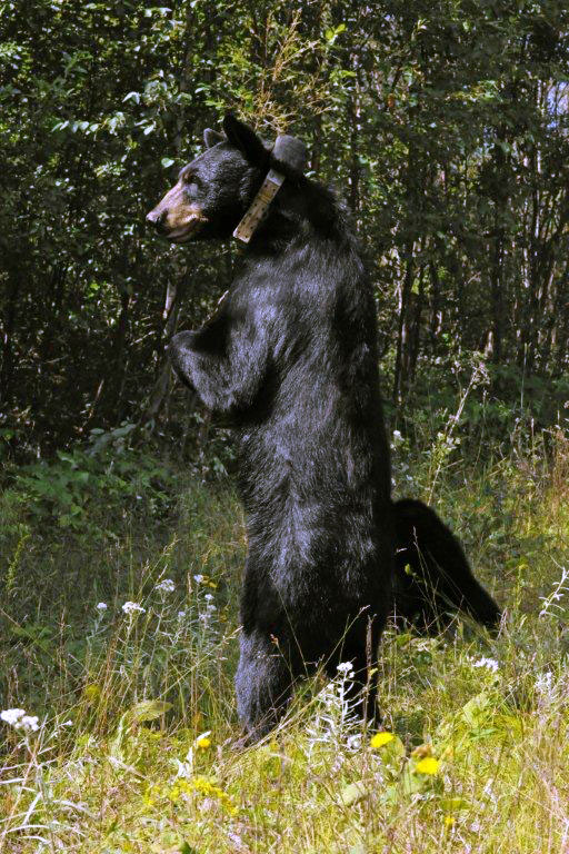 Jewel standing - Aug 7, 2012