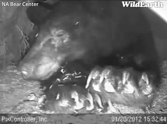 Jewel stretches - Jan 20, 2012