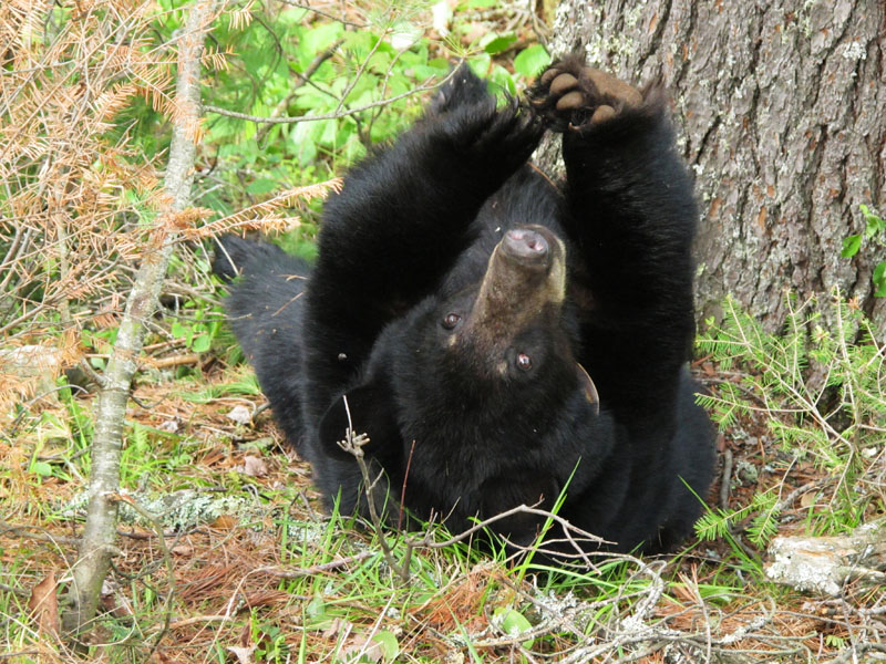 Jewel stretches after nursing her cubs - May 23, 2012