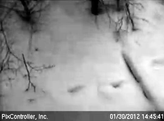 tracks outside of Jewel's den - Jan 30, 2012