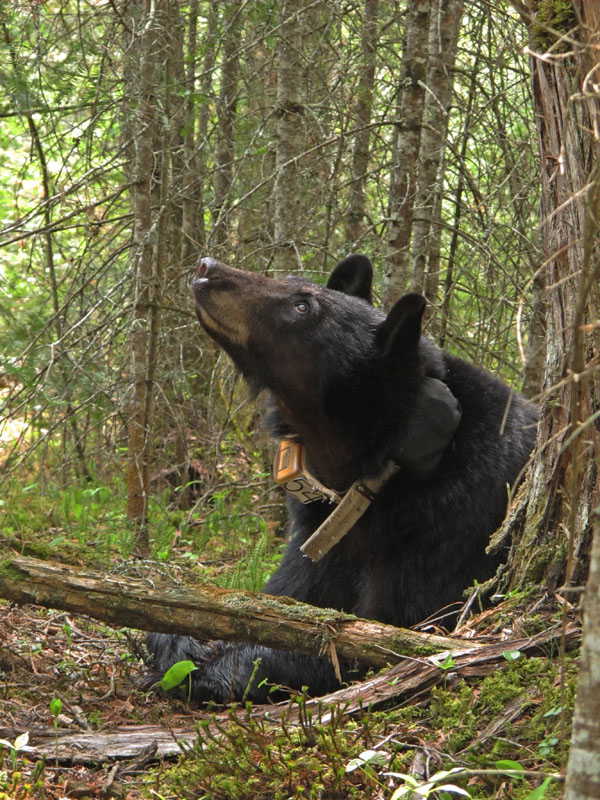 Jewel looks up and grunts for her cubs to come down - May 17, 2012