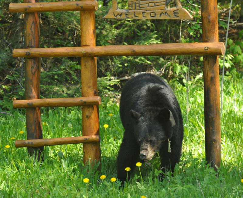 Jewel eats dandelions under Welcome sign - May 21, 2012